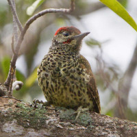 Knysna Woodpecker